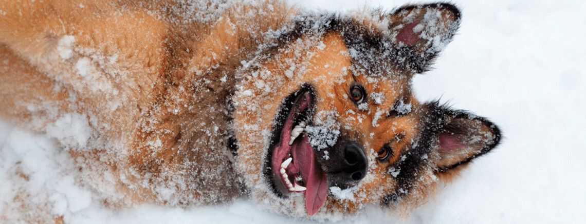 Honden in de sneeuw Honden in de sneeuw